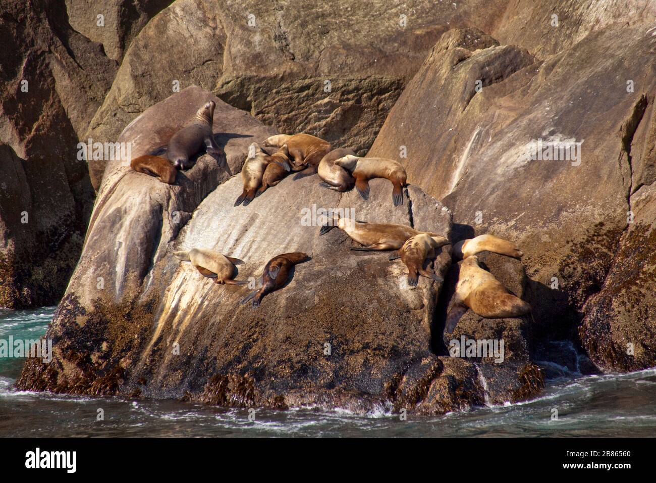 Leoni marini che prendono il sole su una roccia a Aialik Bay, Alaska Foto Stock