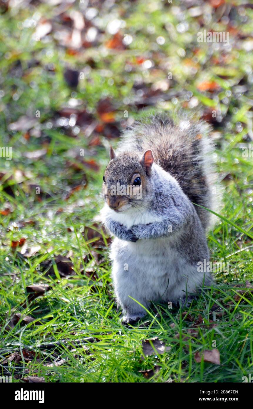scoiattolo grigio a riposo Foto Stock