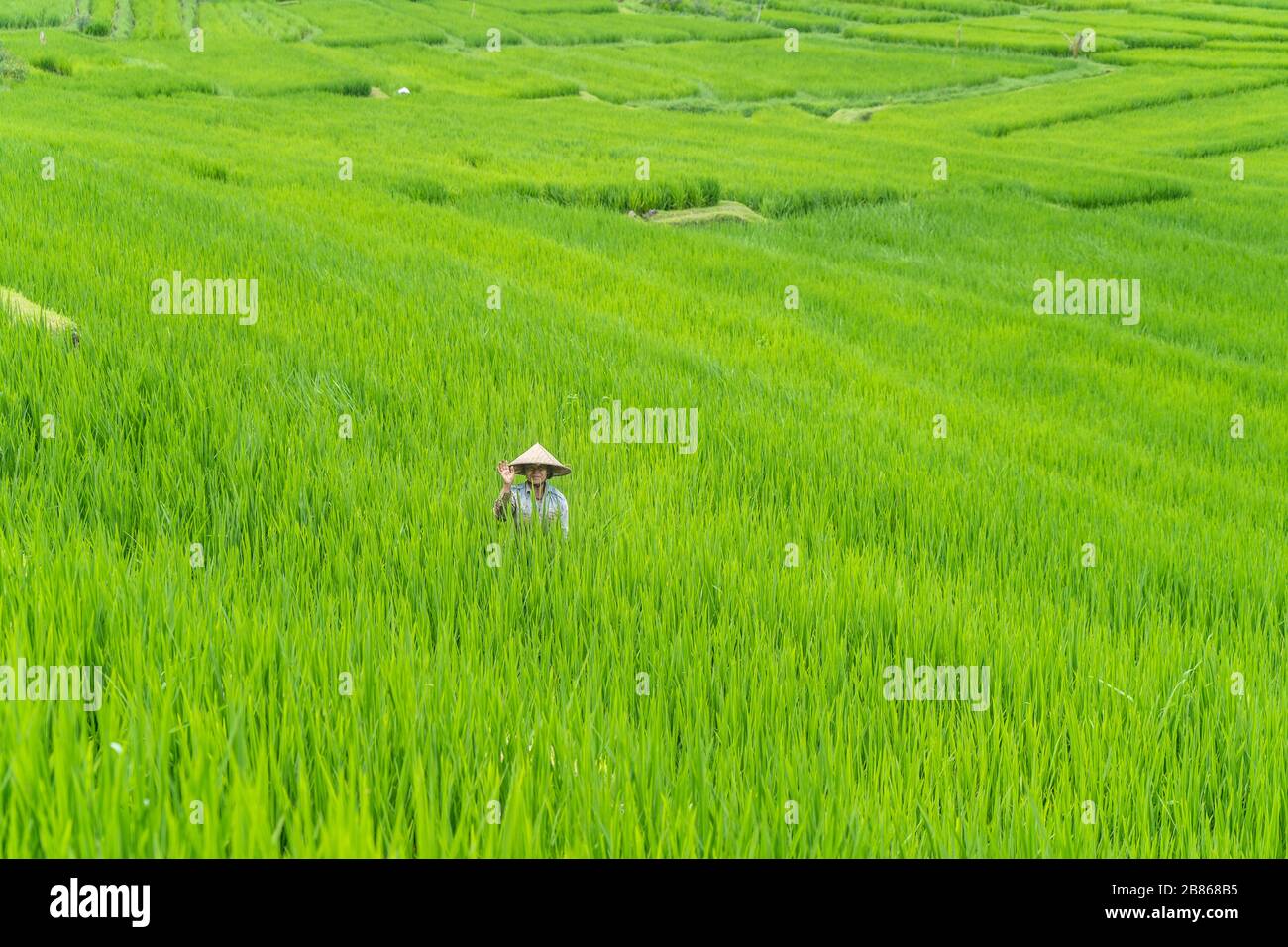 Foto panoramica di una donna balinese che indossa un cappello che lavora nei campi di riso di Jatiluwih, Bali - Indonesia Foto Stock