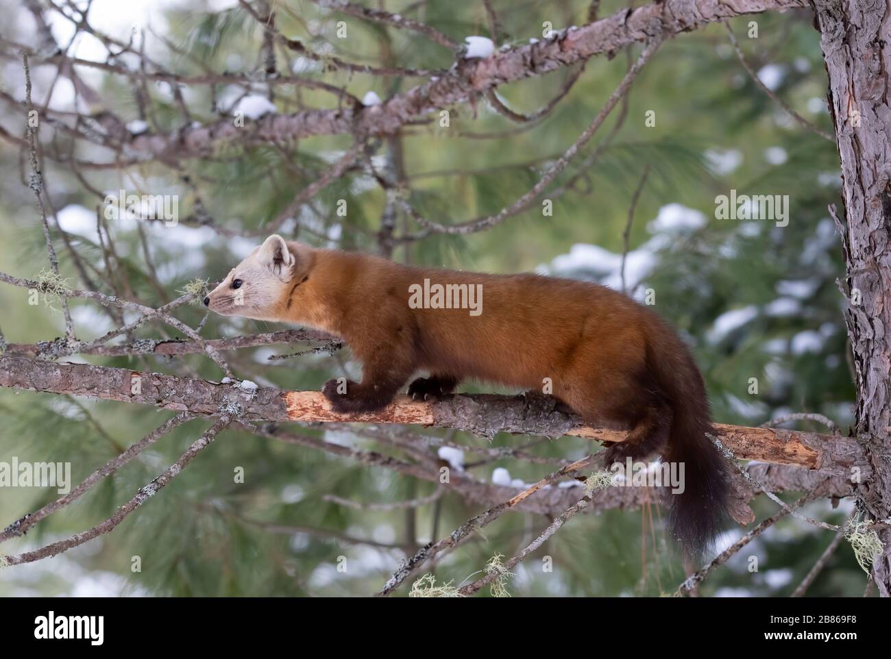 Martora di pino su un ramo innevato di alberi nel Parco Algonquin, Canada Foto Stock