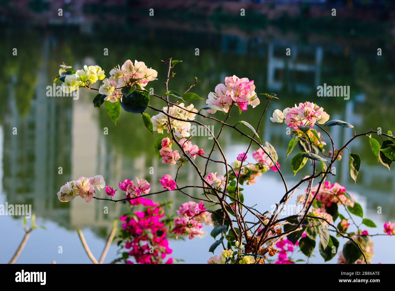 I fiori azalea più belli e il Bangladesh Foto Stock