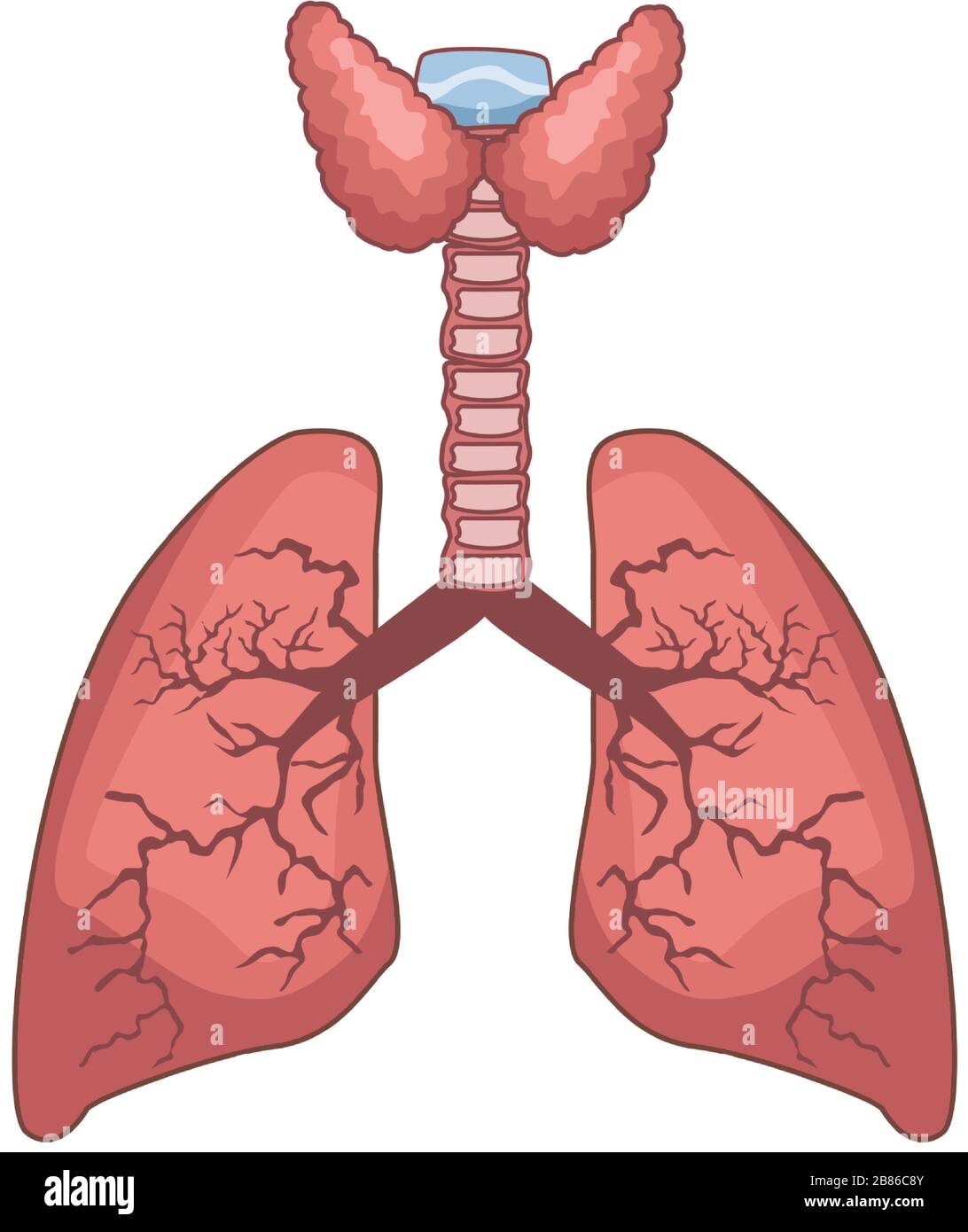 Polmoni umano dell'organo icona isolato Illustrazione Vettoriale