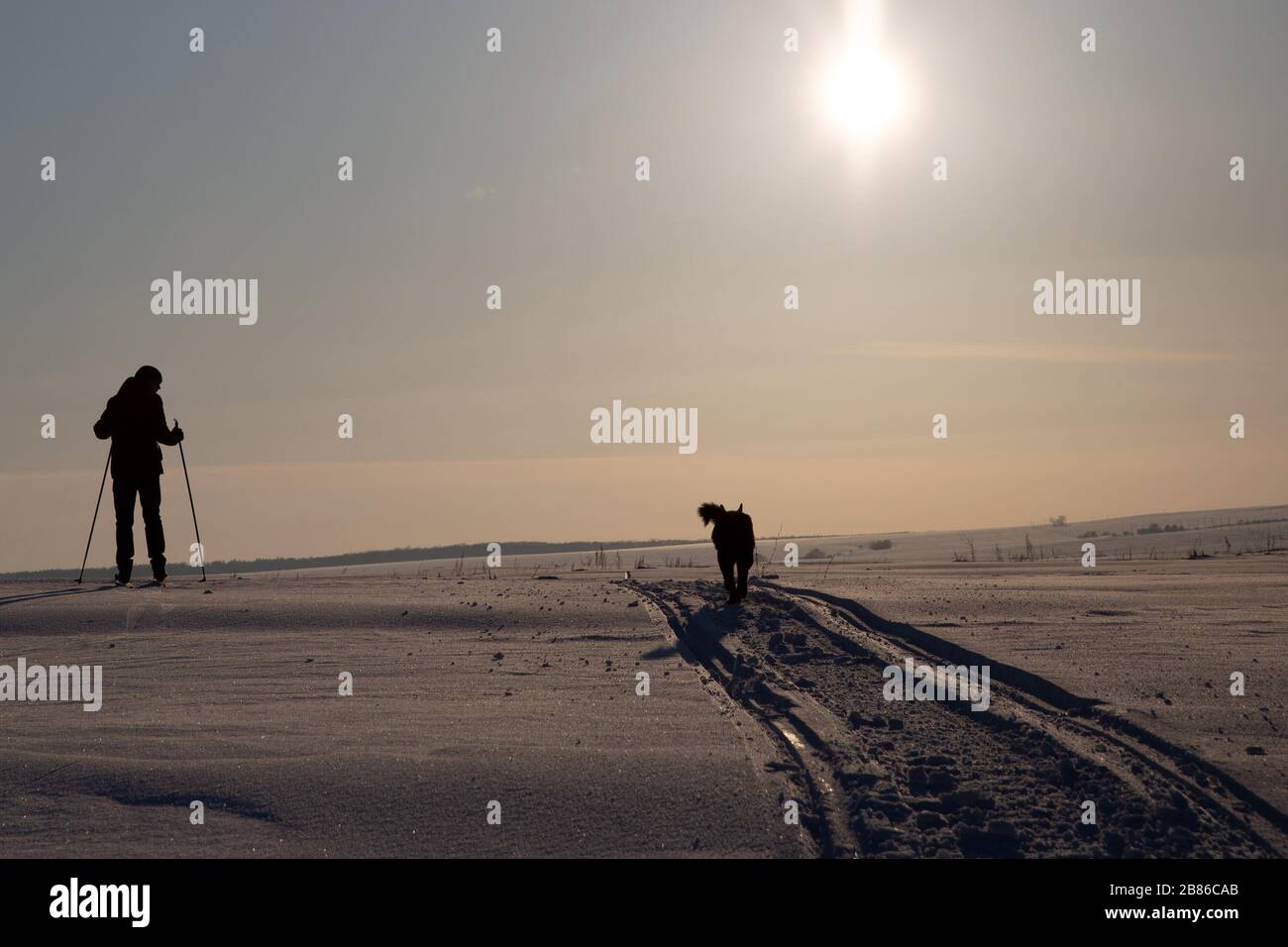 Un uomo sta sciando. Un cane sta correndo nelle vicinanze. Tutto questo sullo sfondo del tramonto del sole invernale. Foto Stock