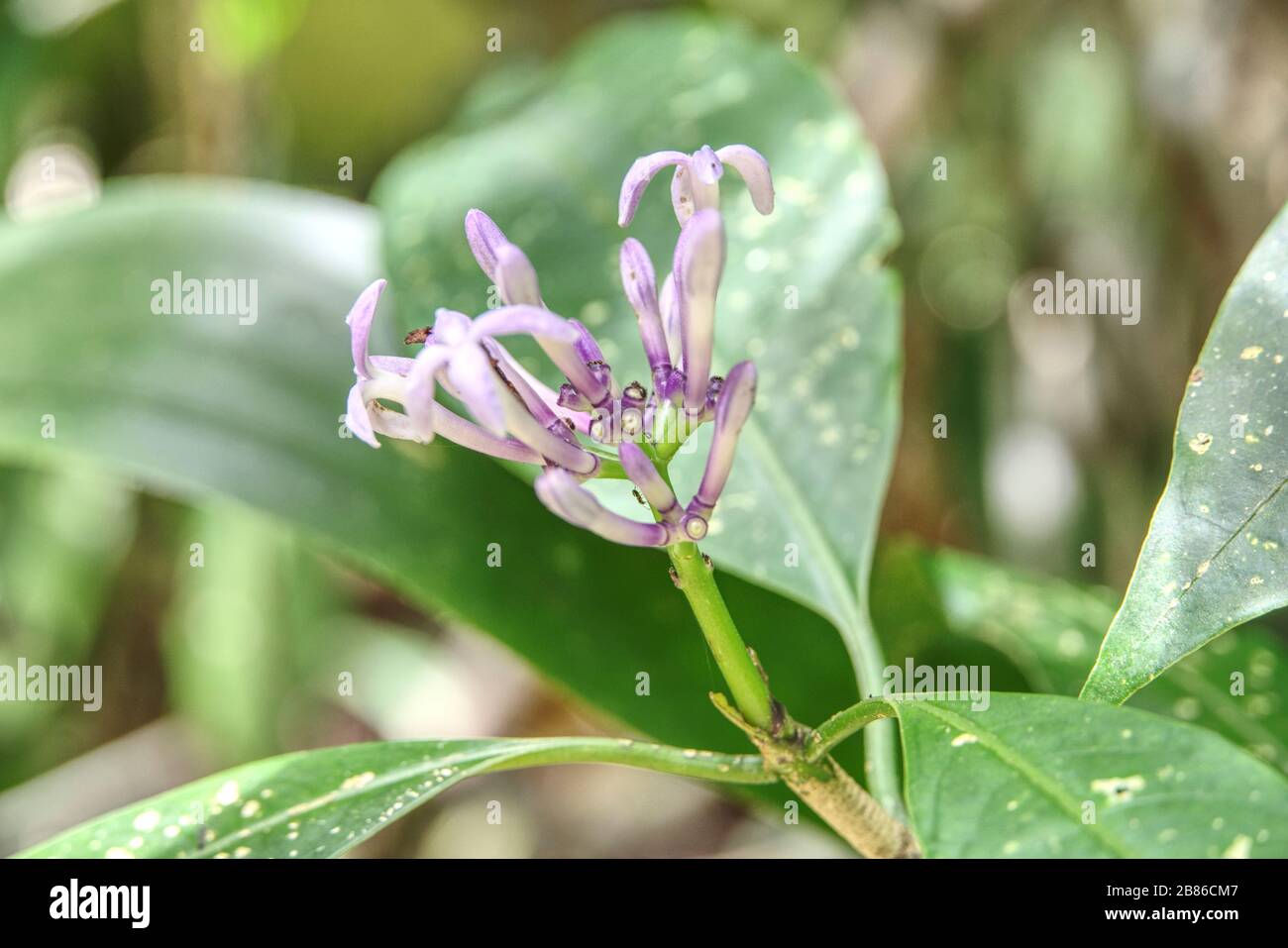 Thailand National Park Fiore, alberi e animali Foto Stock