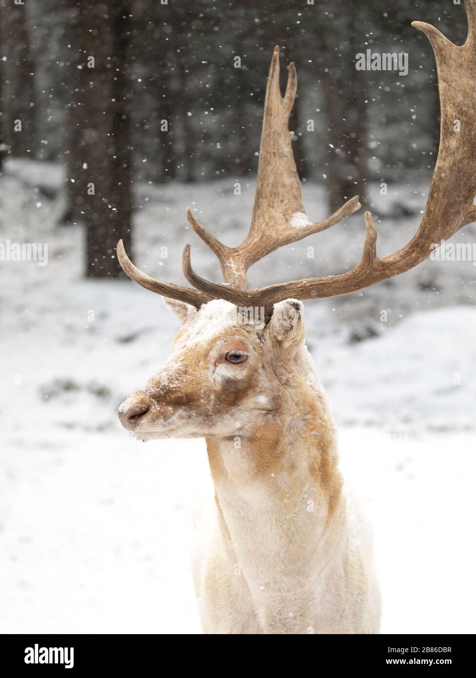 Daini stag (Dama Dama) con grandi corna pone in un campo invernale in Canada Foto Stock