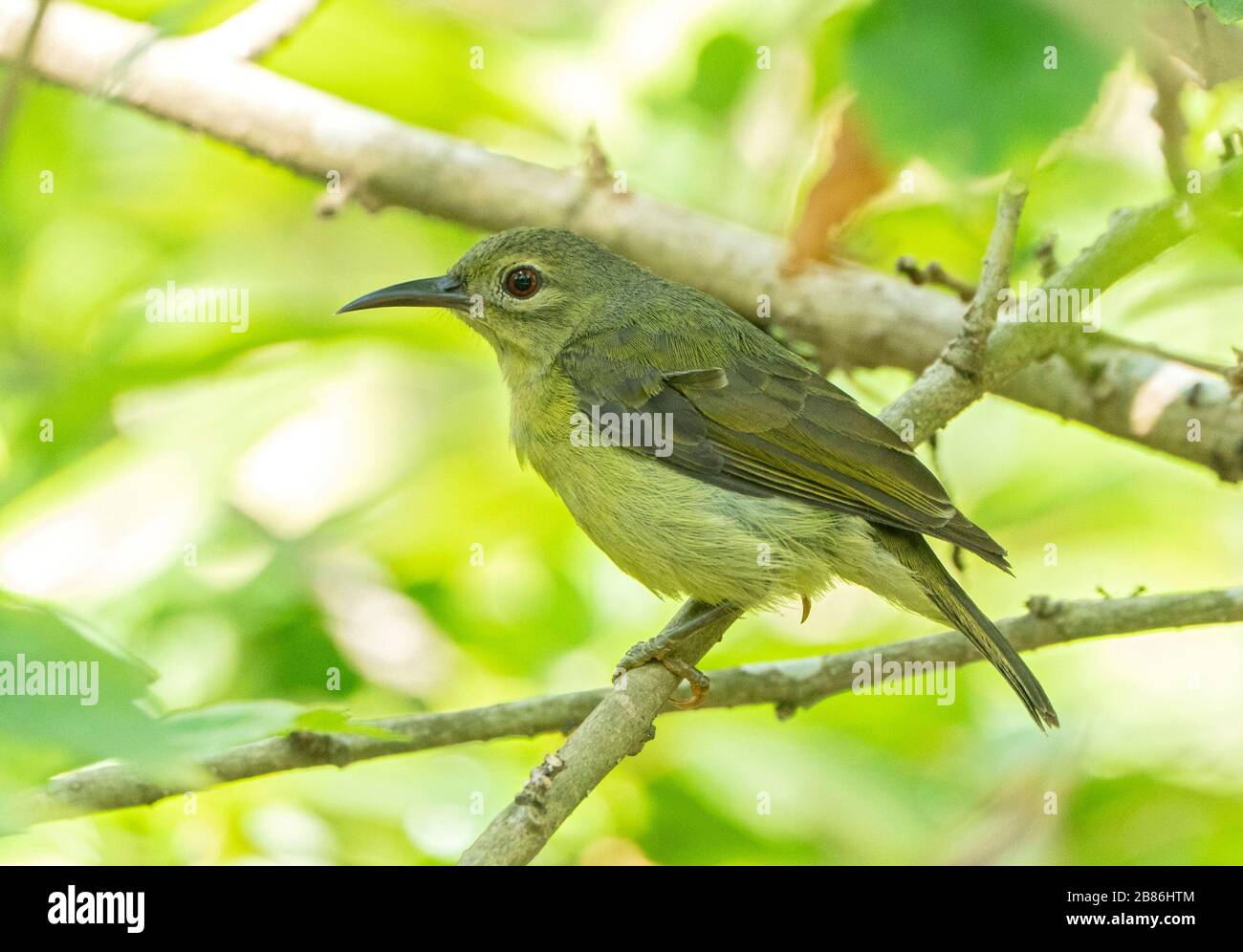 Il Sunbird con dorso d'oliva, Cinnyris jugularis, arroccato su un ramo di albero nella foresta, Singapore Foto Stock