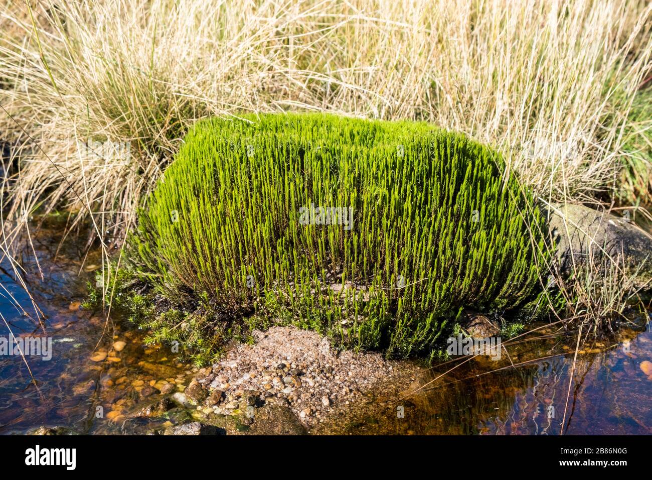 Common Haircap (Polytrichum Commune) conosciuto anche come Common Hair Moss sulla brughiera a Kinder Scout, Derbyshire, Peak District, Inghilterra, Regno Unito Foto Stock
