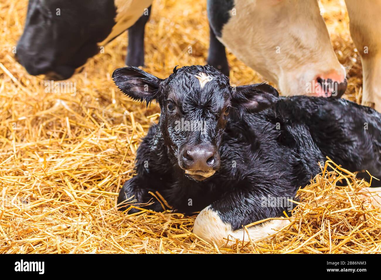 Neonato nero olandese con vitello bianco su fieno in una fattoria Foto Stock