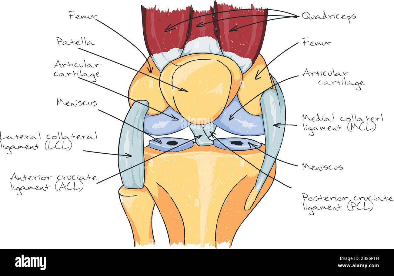 Illustrazione dello schema anatomico del ginocchio umano Illustrazione Vettoriale
