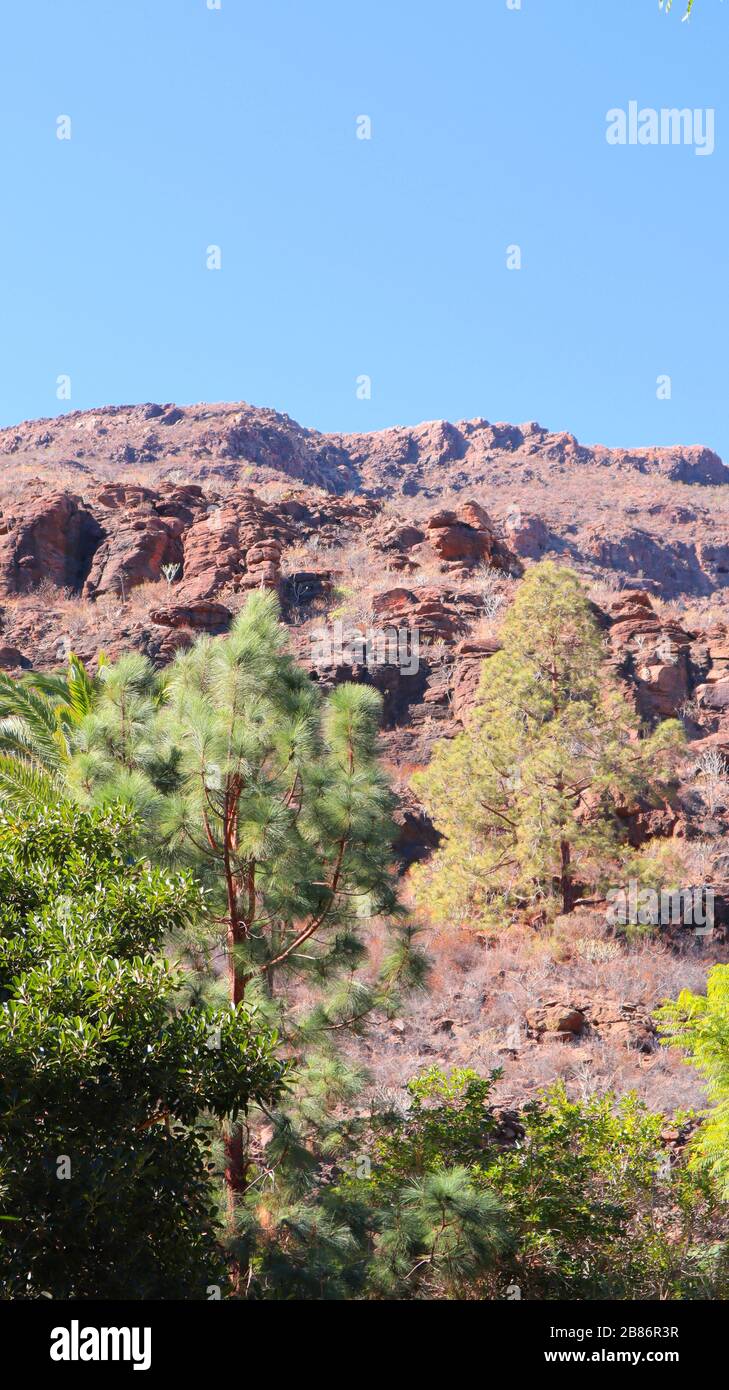 Montagne con cielo limpido e palme a Gran Canaria Foto Stock