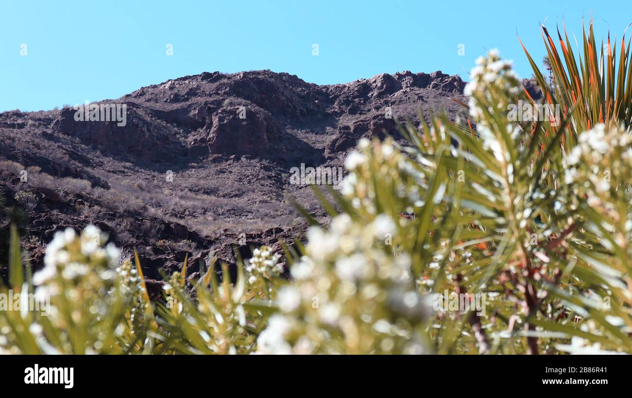 Montagne con cielo limpido e palme a Gran Canaria Foto Stock