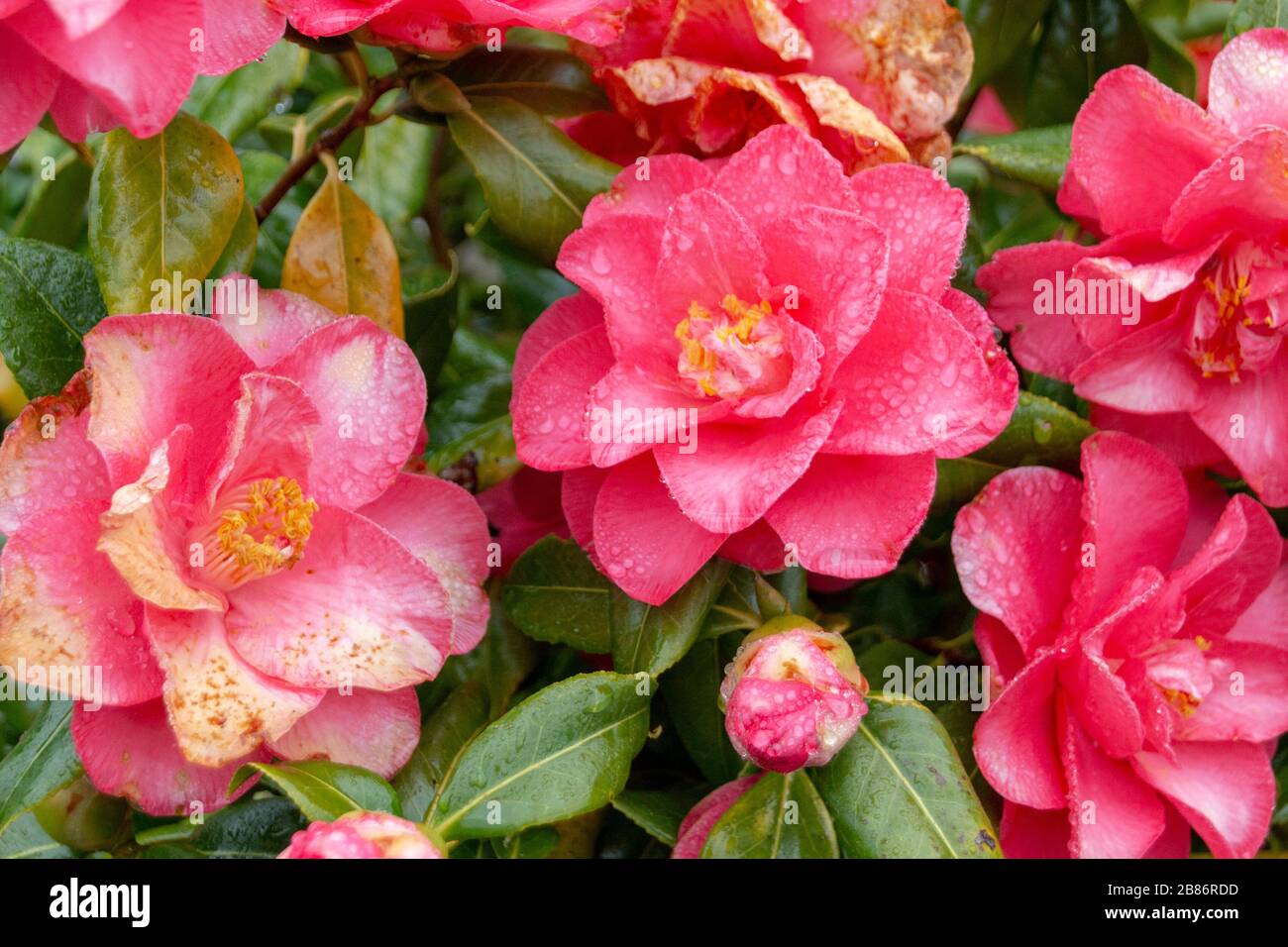 una vista ravvicinata di fiori rosa bagnati dopo una leggera pioggia nel giardino Foto Stock