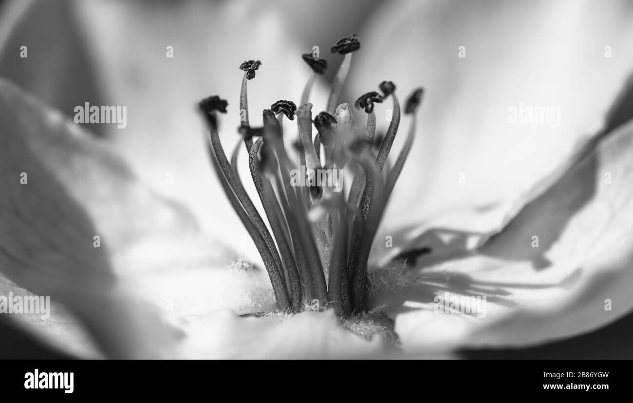Bellissimi primi piani di fiori primaverili in fiore, dandelion o foglie con delicati dettagli e luce solare dolce e sfondi bokeh. Foto Stock