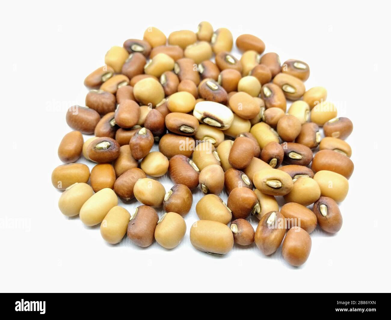 Un'immagine di soia Foto Stock