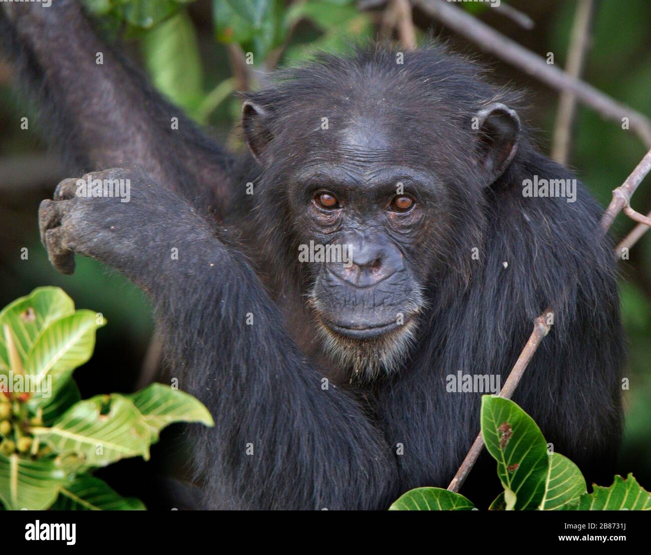 Chimpanzee (Pan troglodytes) adulto in un albero, Chimpanzee Rehabilitation Project, River Gambia National Park, Gambia. Foto Stock