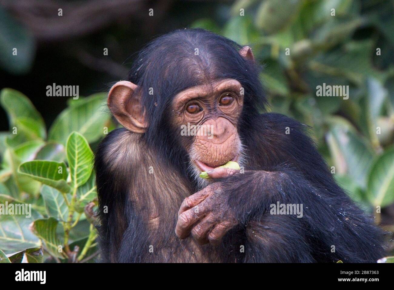 Giovane Chimpanzee (Pan troglodytes) in un albero, mangiare, Chimpanzee Rehabilitation Project, River Gambia National Park, Gambia. Foto Stock