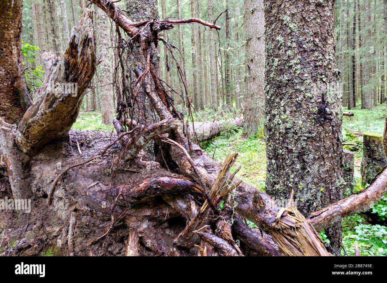 Peduncolo di un albero caduto in una foresta nel tirolo orientale, Austria Foto Stock