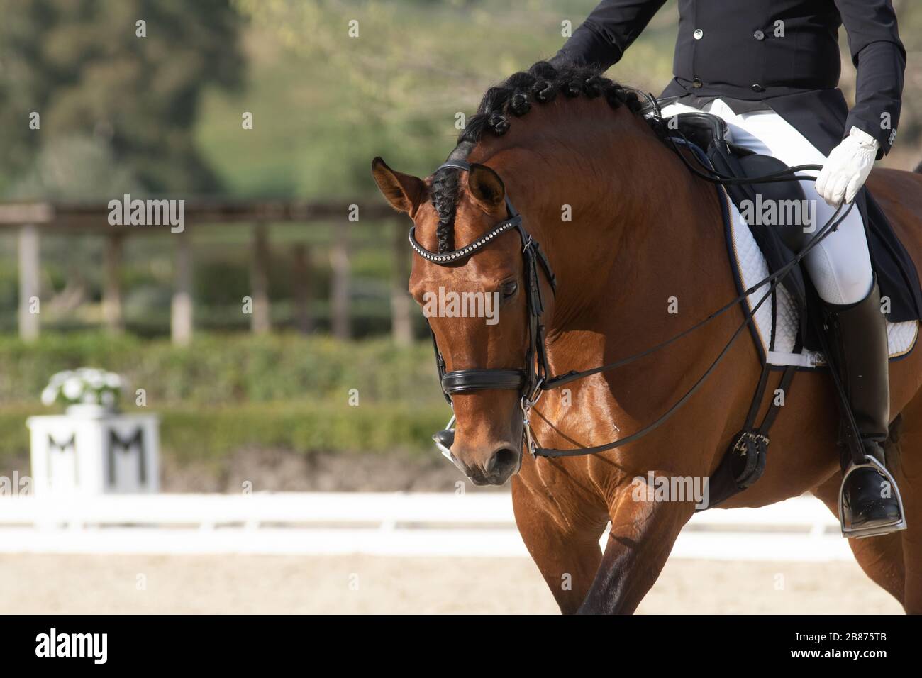 Ritratto di faccia di un cavallo spagnolo baia lucido in una gara di dressage Foto Stock