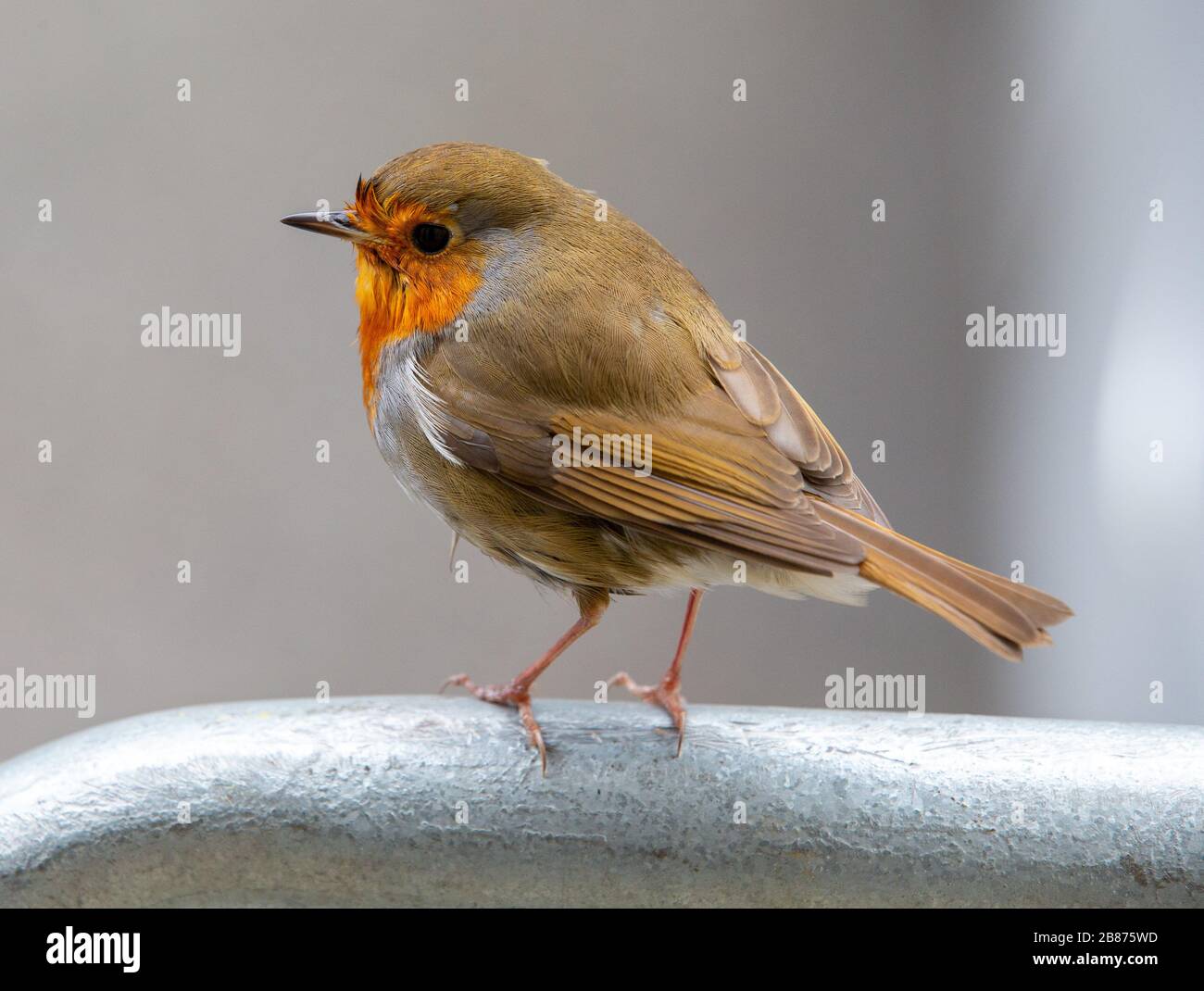 Un robin, votato l'uccello nazionale degli UKs da oltre 200,000 persone, è intrecciato nella Psiche Nazionale. Ha una natura amichevole e un piumaggio molto attraente. Foto Stock