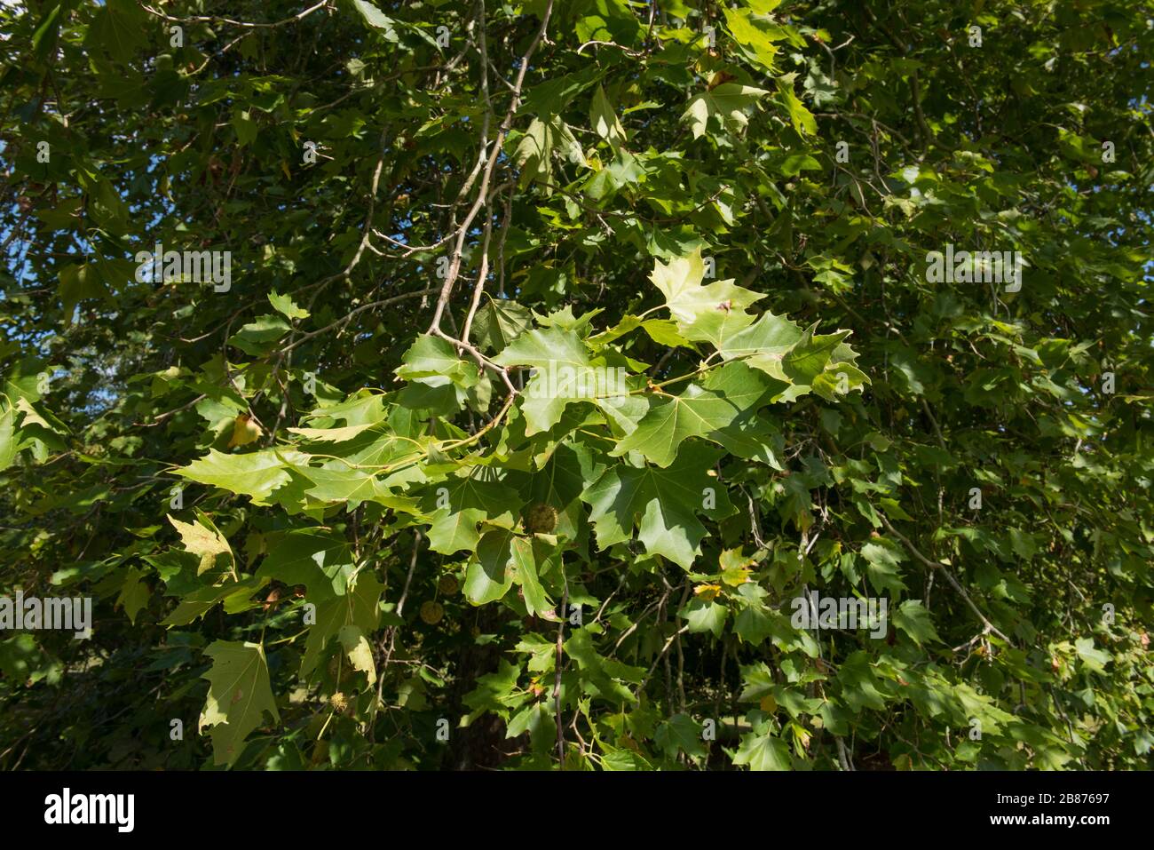 Fogliame un albero del piano di Londra (Planatus x acerifolia o Platanus x hispanica) con un cielo blu luminoso sfondo in un giardino nel Sussex occidentale, Inghilterra, Regno Unito Foto Stock