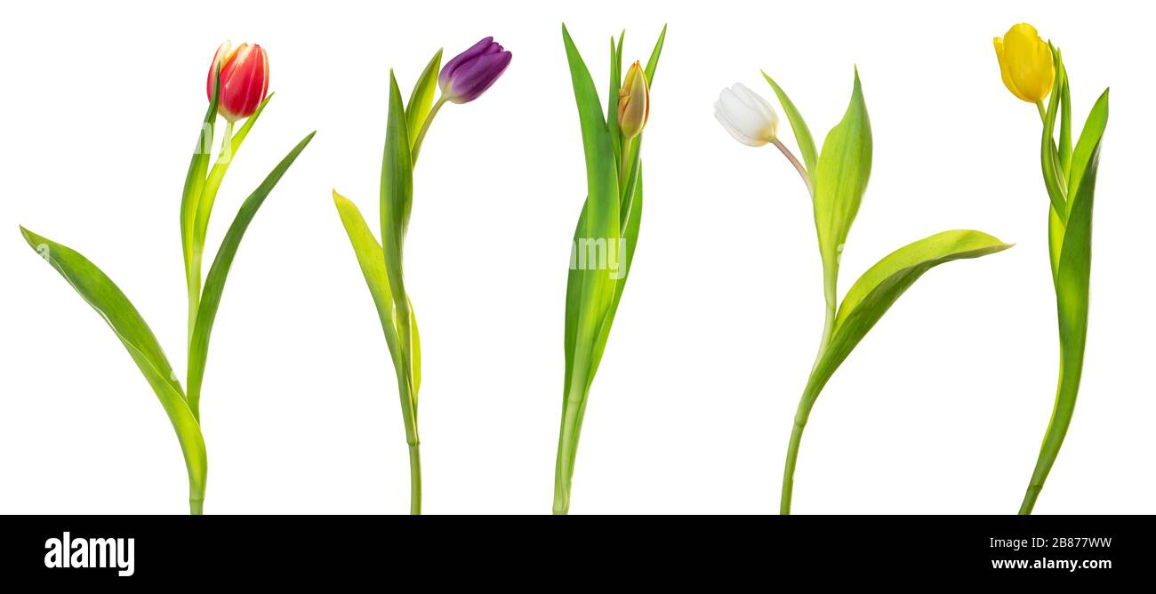 Tulipani colorati (famiglia Lily, Liliaceae) isolati su sfondo bianco, compreso il sentiero di ritaglio. Germania Foto Stock