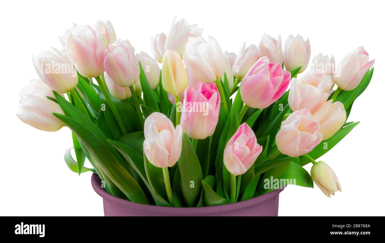 Un grande bouquet di fiori di tulipani bianchi e magenta (famiglia di giglio, Liliaceae) isolato su sfondo bianco, compreso il sentiero di taglio. Germania Foto Stock