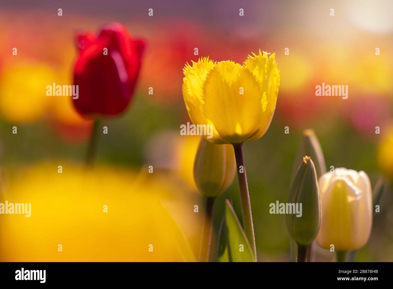 Campo tulipano con tulipani gialli e rossi in retroilluminazione, Germania. Fotografia con retroilluminazione Foto Stock