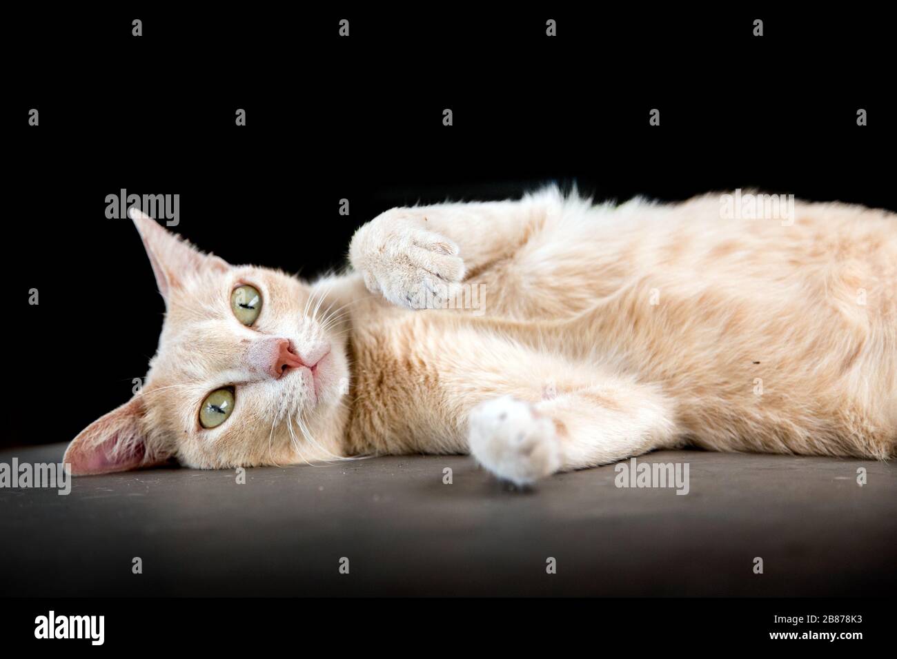 gatto carino kitty su nero studio.pretty animale Foto Stock