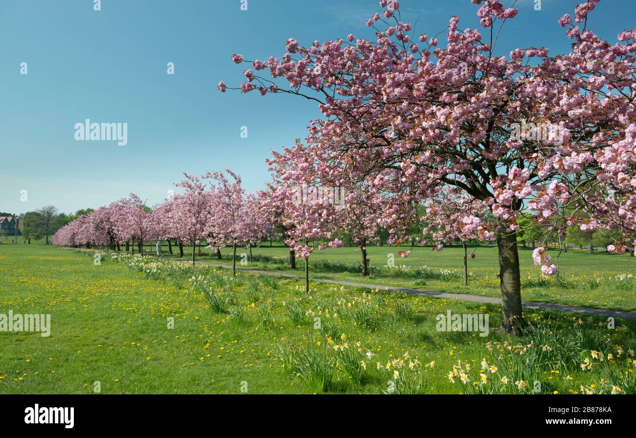 Il viale dei ciliegi rosa in pieno fiore lungo il percorso che attraversa la strada in Harrogate, North Yorkshire Foto Stock