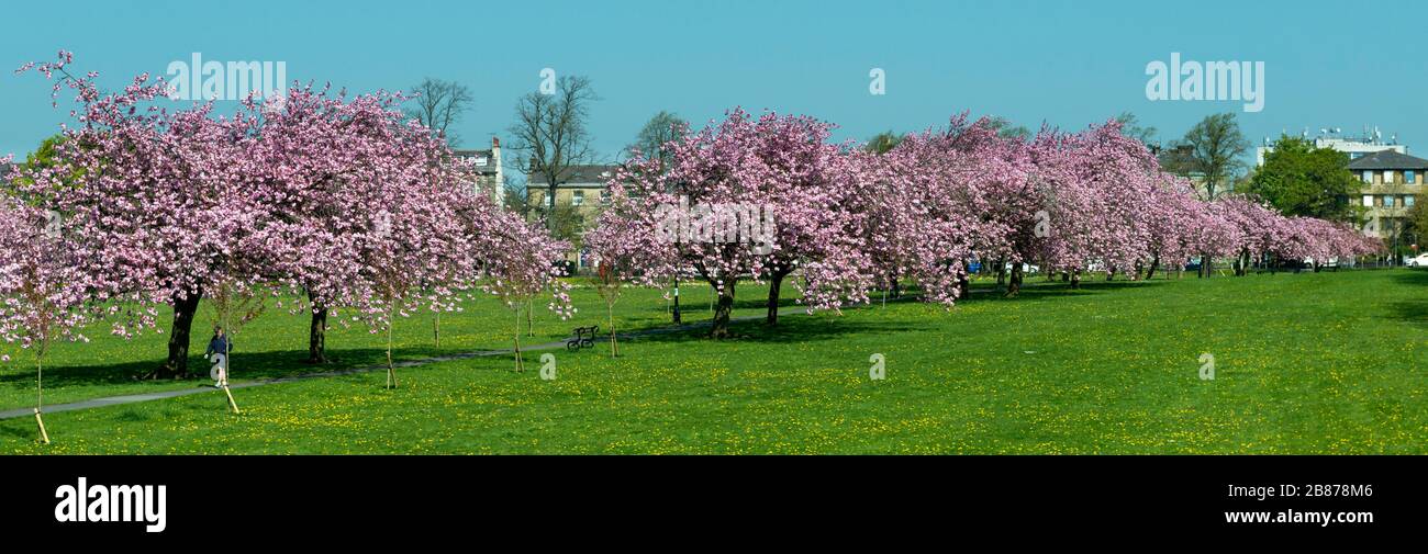 Il viale dei ciliegi rosa in pieno fiore lungo il percorso che attraversa la strada in Harrogate, North Yorkshire Foto Stock