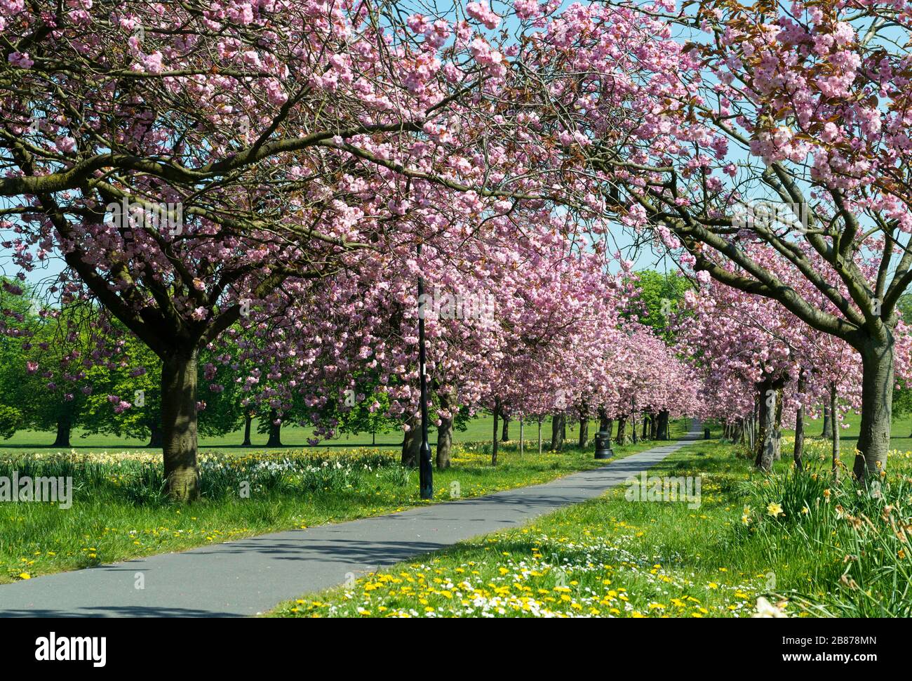 Il viale dei ciliegi rosa in pieno fiore lungo il percorso che attraversa la strada in Harrogate, North Yorkshire Foto Stock