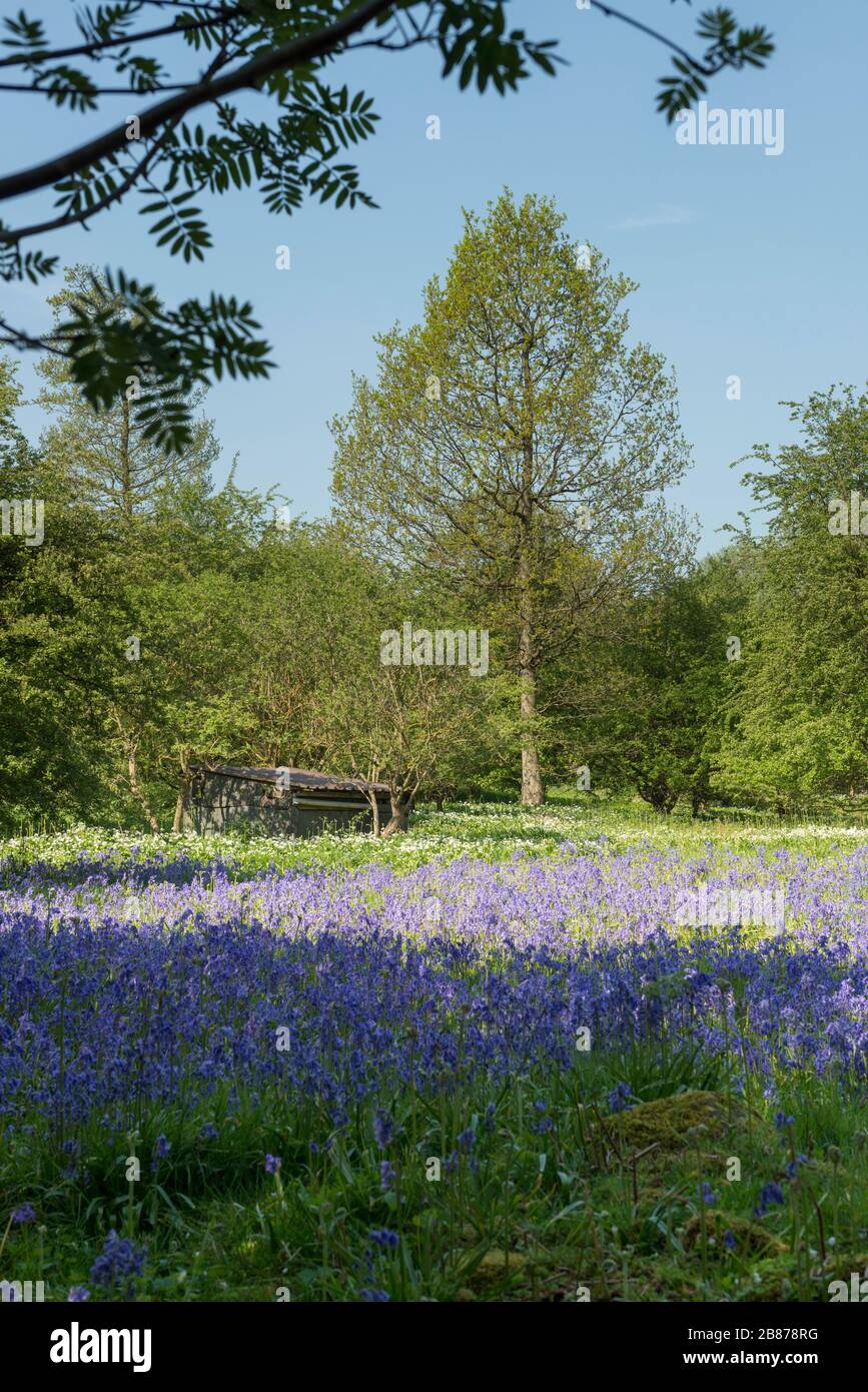 Un tappeto di primavera si trova in una radura a Ox Close Woods a East Keswick, una riserva naturale locale Foto Stock
