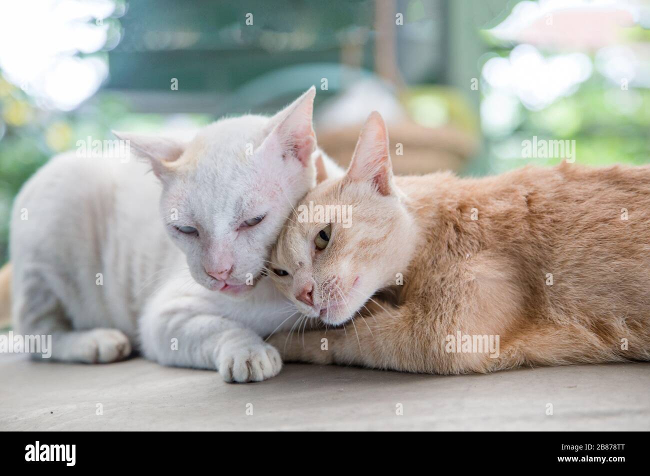 momento d'amore del gatto kitty. animale mammifero carino con concetto d'amore Foto Stock