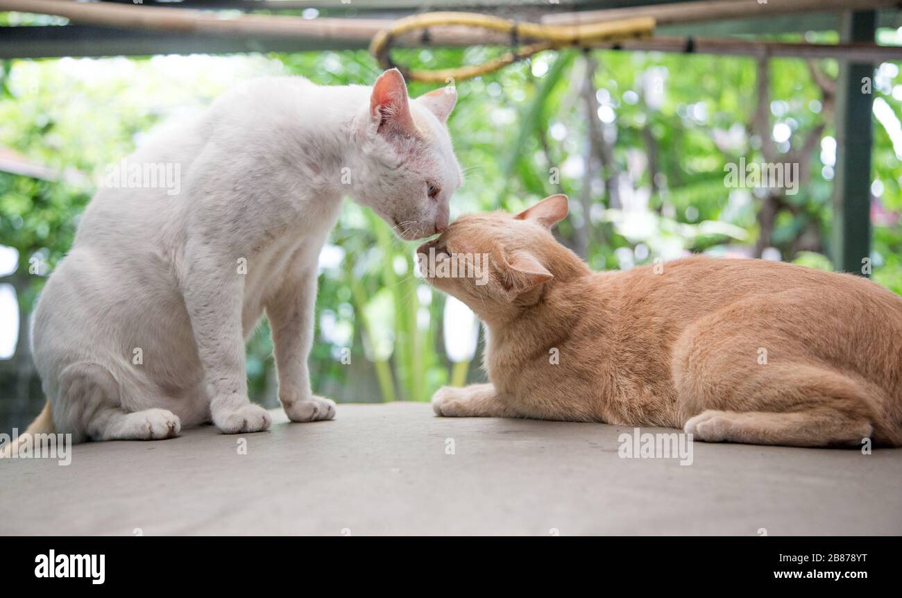 bel momento di gatto kitty. animale mammifero carino con concetto di amore Foto Stock