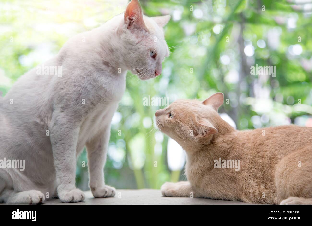 parlando di momento bello di gatto kitty. animale mammifero carino con concetto di amore Foto Stock