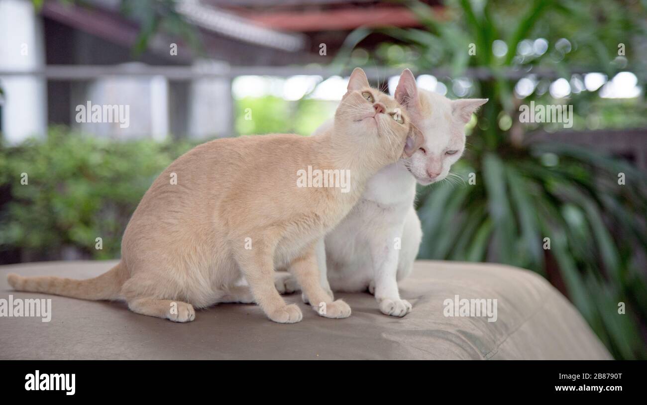 bel momento di gatto kitty. animale mammifero carino con concetto di amore Foto Stock