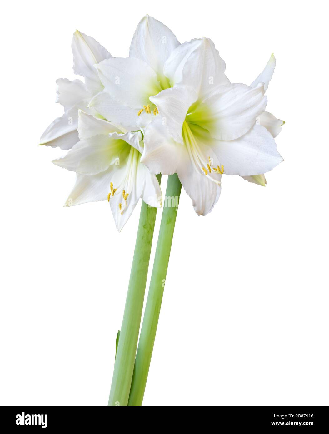 Meraviglioso bouquet di Amaryllis bianco (Amaryllidaceae, Hippeastrum) con germoglio isolato su sfondo bianco, compreso il sentiero di ritaglio. Germania Foto Stock