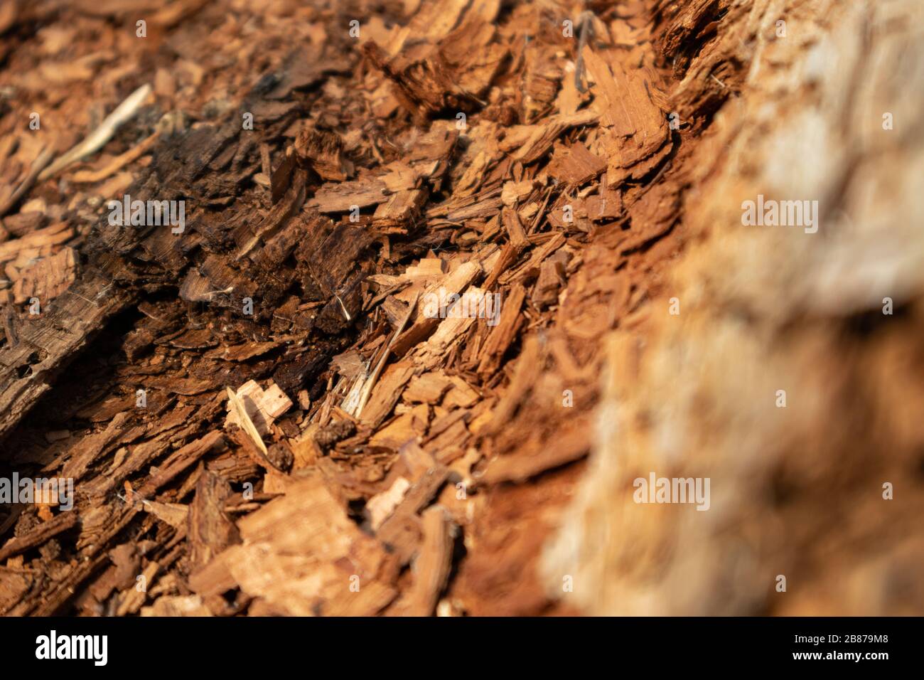 Albero grattugiato chips macro chiudere la struttura di legno. Marrone dettagliato materiale naturale macro vecchia industria edilizia legno Foto Stock