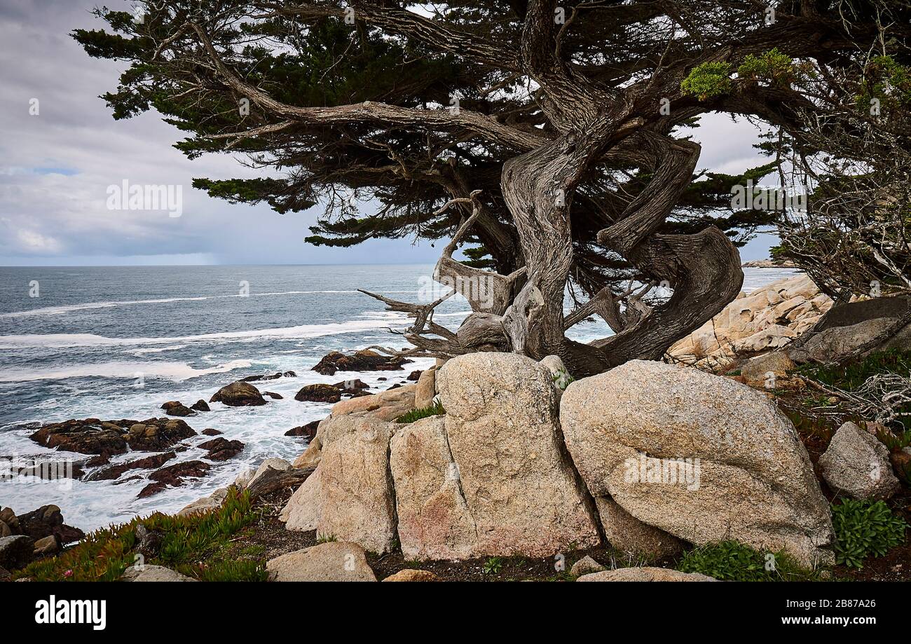 Cypress e rocce sulla costa del 17-Mile Drive tra Carmel e Monterey. Foto Stock