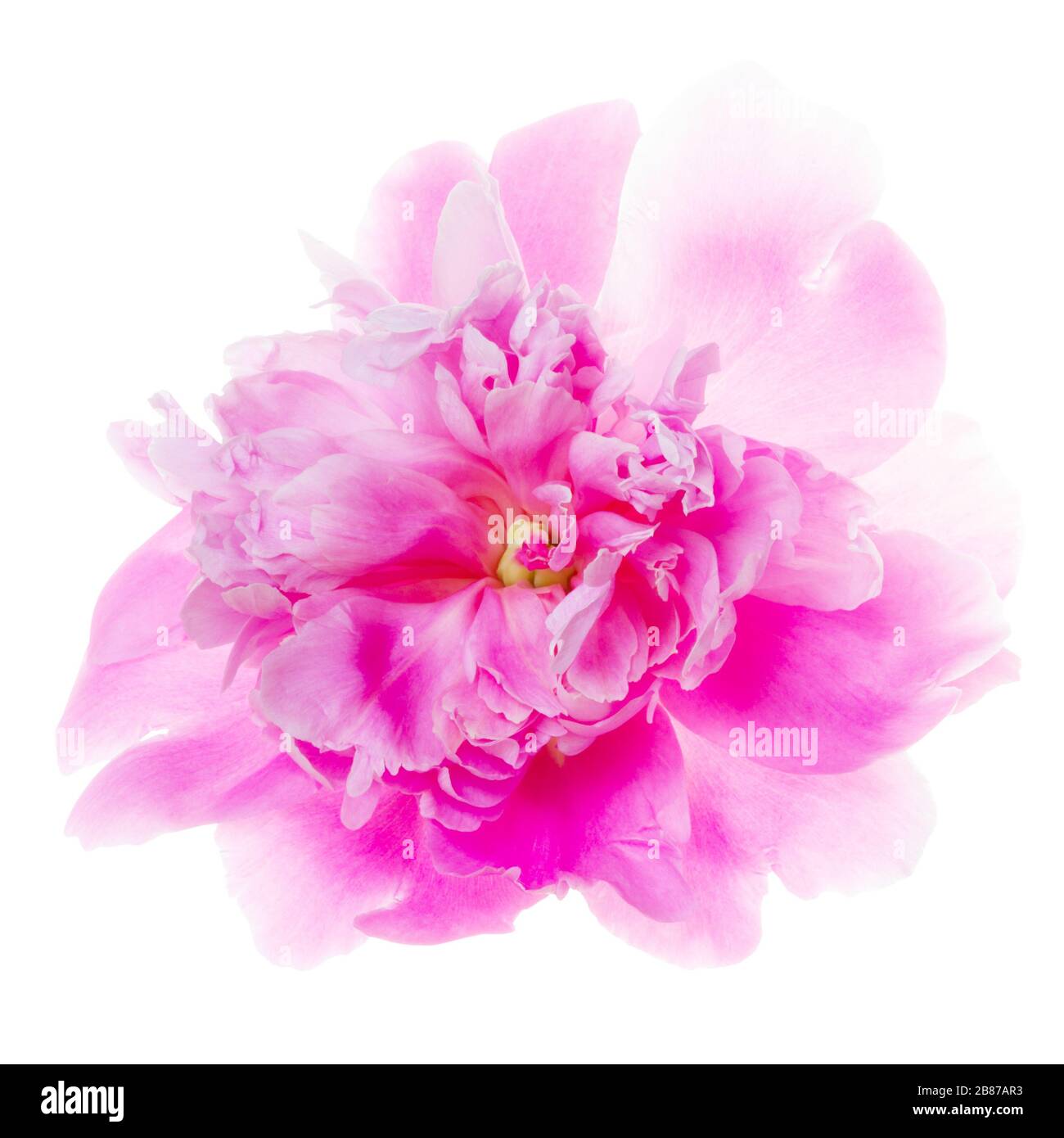 Retroilluminazione di una rosa magenta. I petali si sfocano con lo sfondo bianco. Fiore singolo isolato su sfondo bianco, compreso il tracciato di ritaglio. Germania. Foto Stock