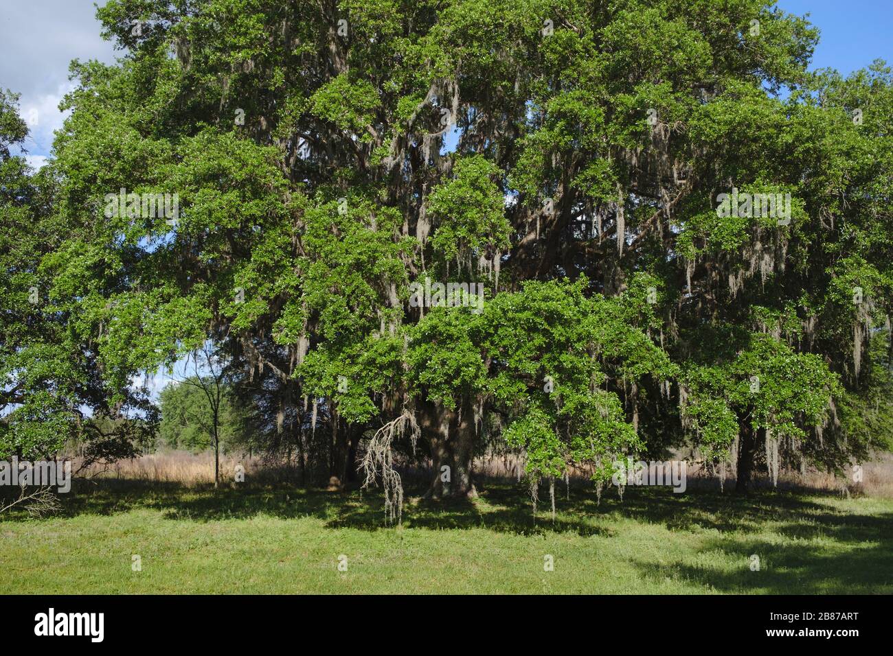 Grande albero di quercia vivo vicino a Trailhead. Riserva di Halpata Tastanaki terra di conservazione Dunnellon, Florida, terra di stato Foto Stock