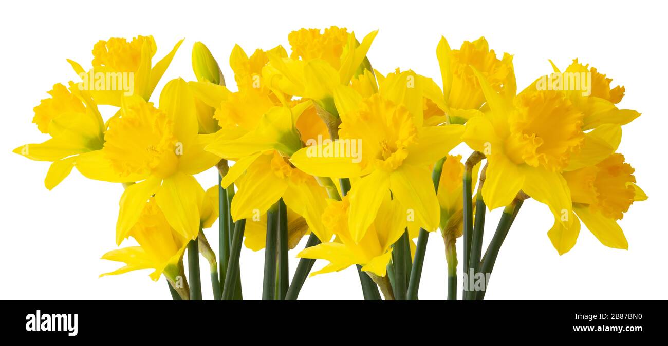 Panorama delle belle Narciso (Daffodil, Narzisse, Amaryllidaceae) isolato su sfondo bianco. Germania Foto Stock