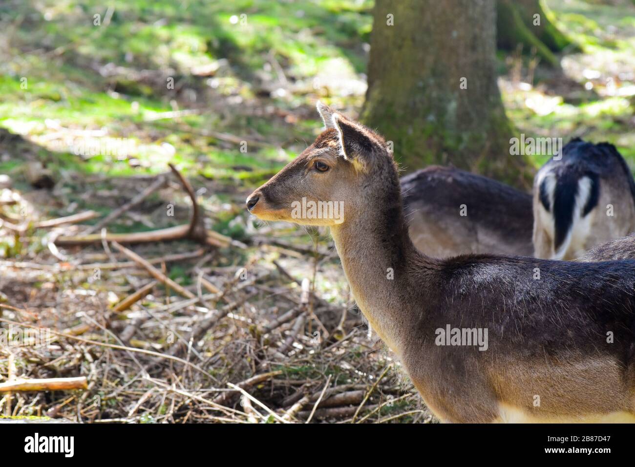 Il daino (Dama dama) è un mammifero ruminante appartenente alla famiglia dei Cervidae. Foto Stock