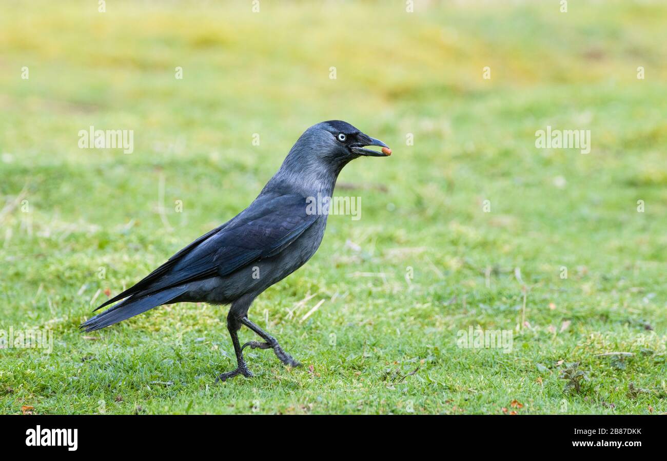 Jackdaw, Corvus monidula con un'arachidi in bocca e una gamba da terra. Foto Stock