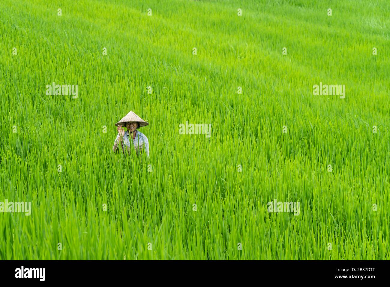 Donna balinese che indossa un cappello che lavora nei campi di riso di Jatiluwih, Bali - Indonesia Foto Stock