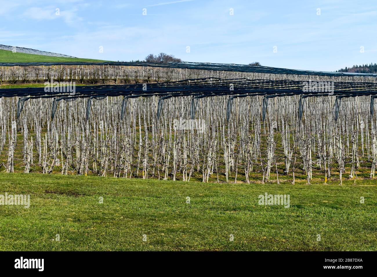 Periodo invernale nel frutteto di mele. Foto Stock