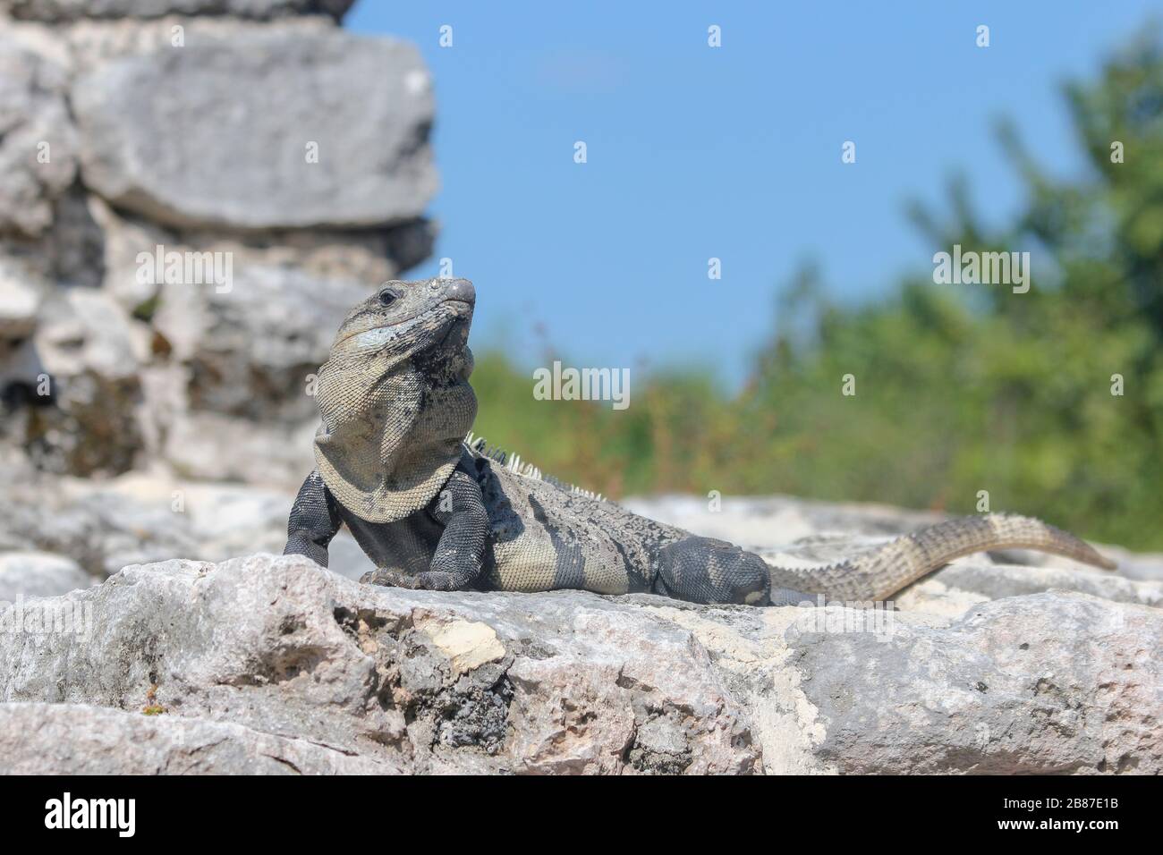 Iguana, El Rey Mayan Archaeological Site, Hotel zone, Cancun, Quintana Roo, Penisola dello Yucatan, Messico Foto Stock