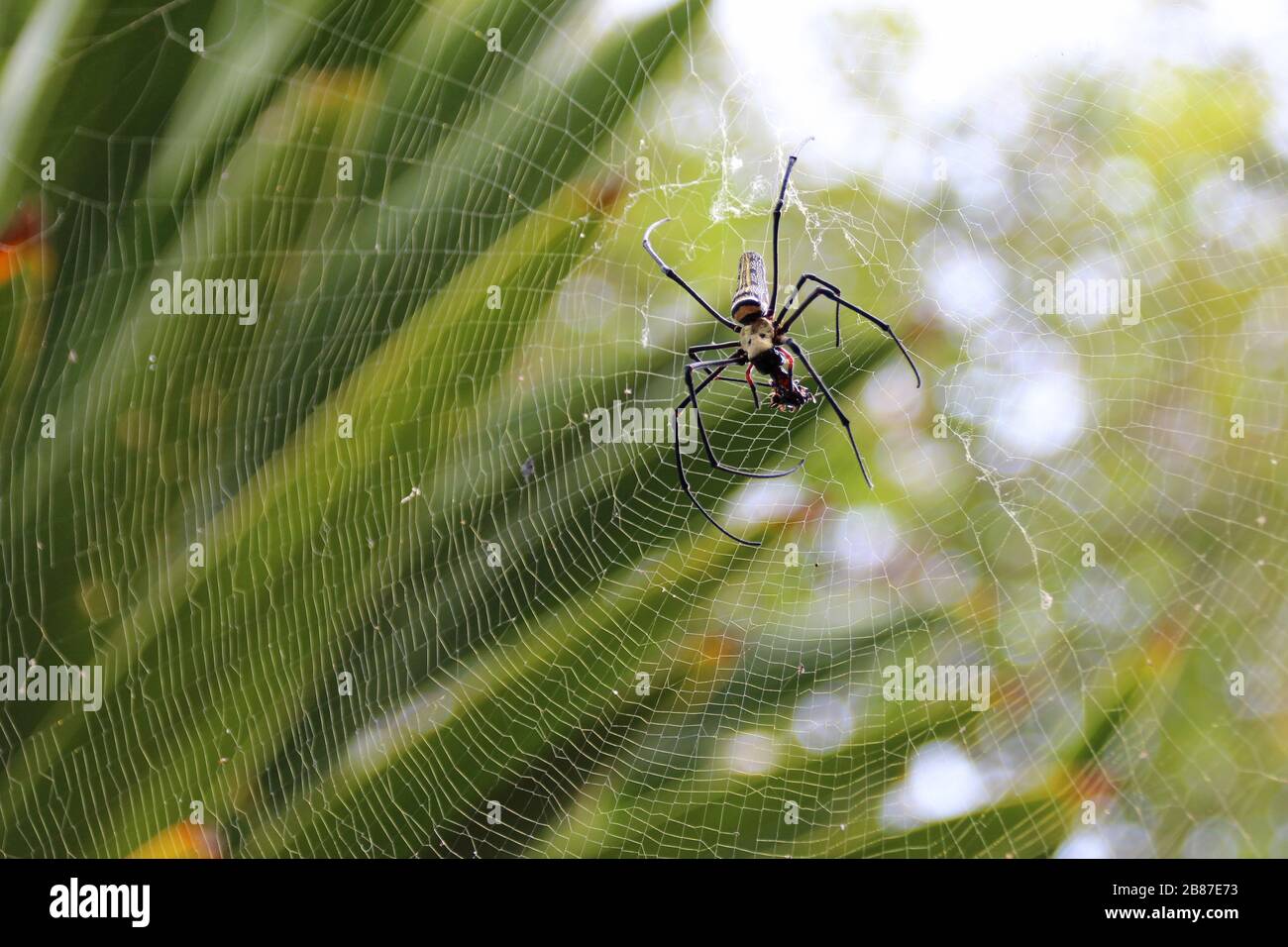 ragno in laos Foto Stock