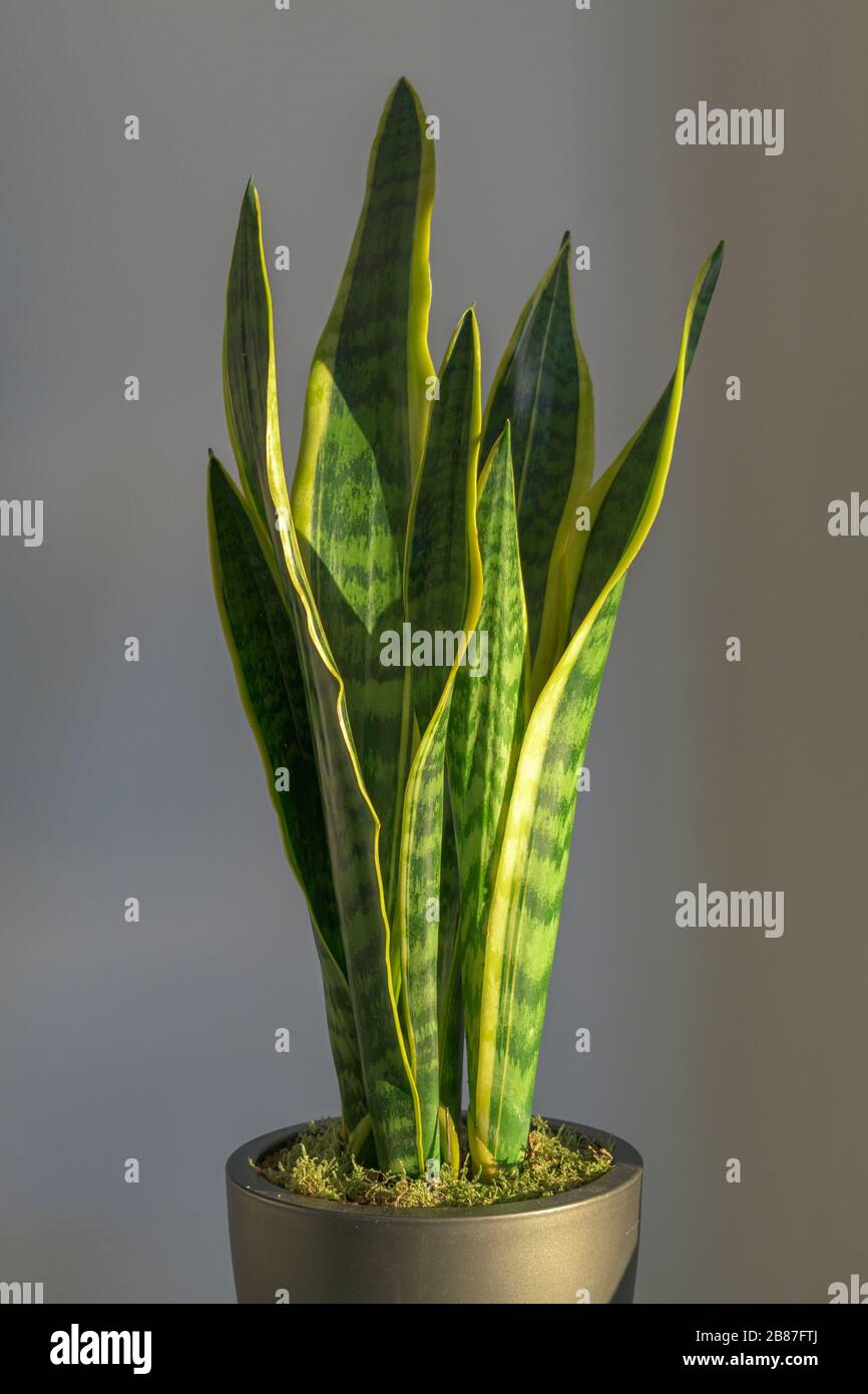 Sansevieria laurentii (Dracaena trifasciata, lingua madre in legge, pianta di serpente) con foglie gialle verdi brillanti Foto Stock