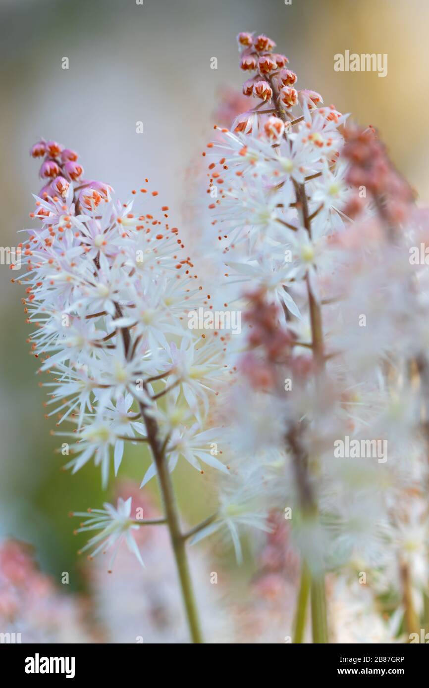 Bella schiuma erbe (piante crocifere), idillio giardino in primavera, Germania. Schöne Schaumkräuter (Kreuzblütler), Gartenidylle im Frühjahr, Deutschland Foto Stock
